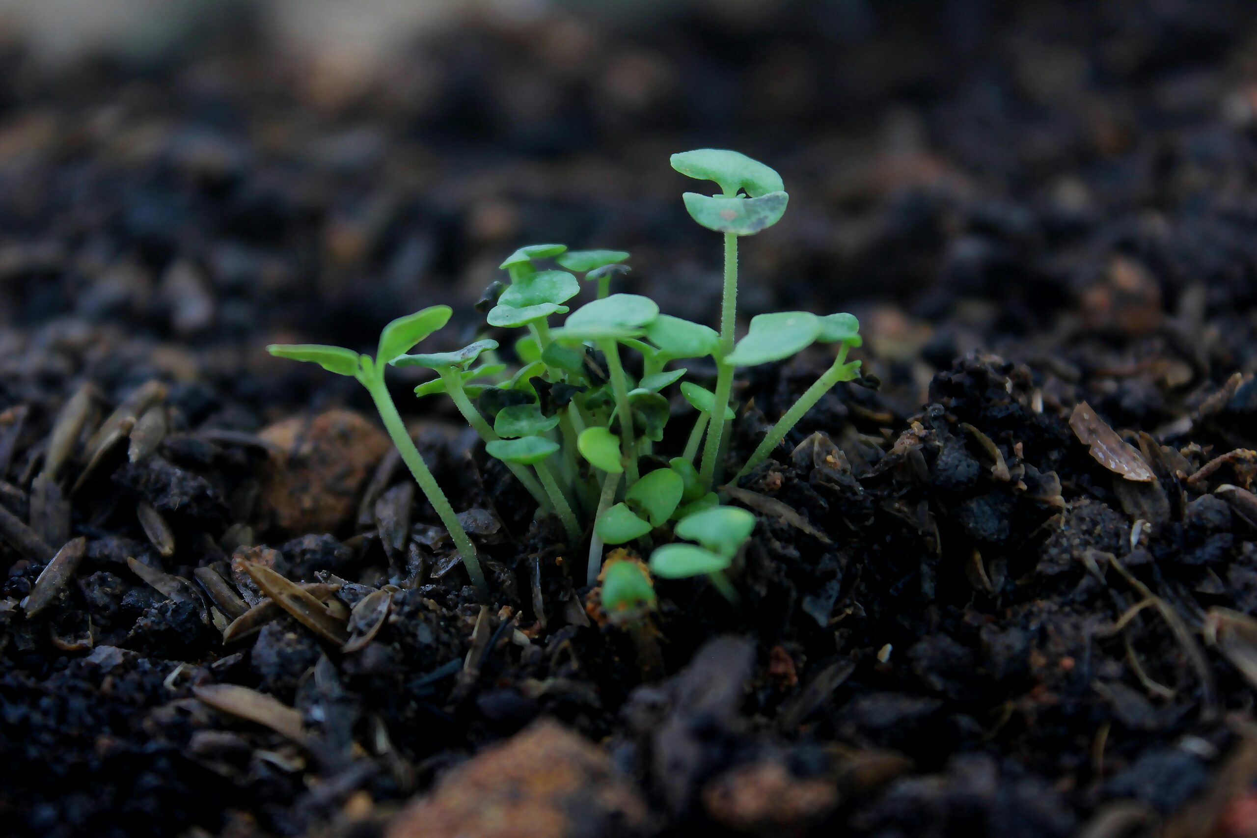 Dirt to Soil: How Gabe Brown Regenerated His Land—and How We Can Heal Ours Too – Book Summary